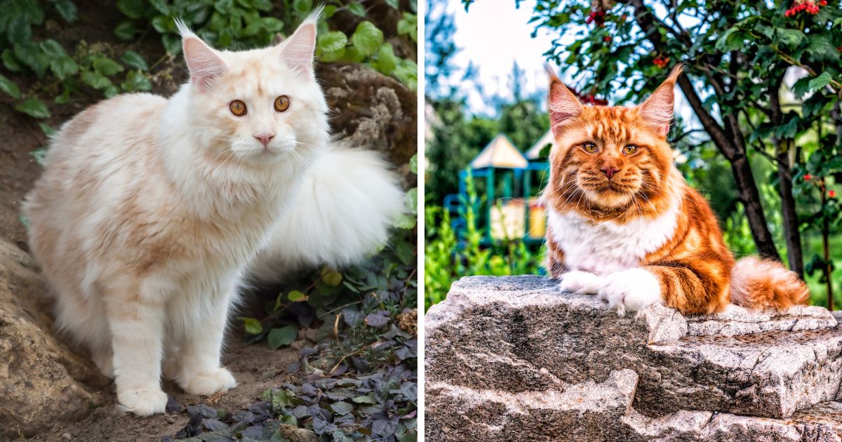 Does size matter? What is the average weight of a Maine Coon