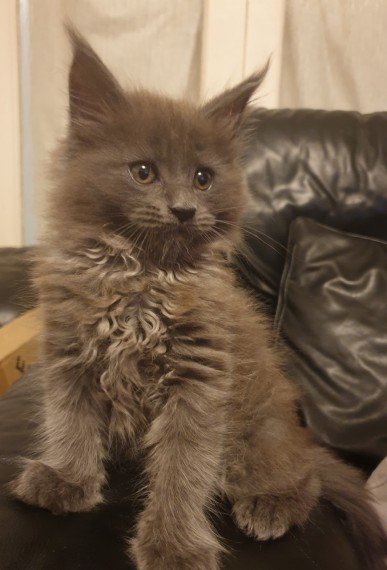 A brown fluffy maine coon kitten.