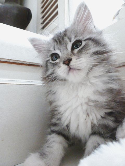 A cute fluffy gray maine coon kitten.