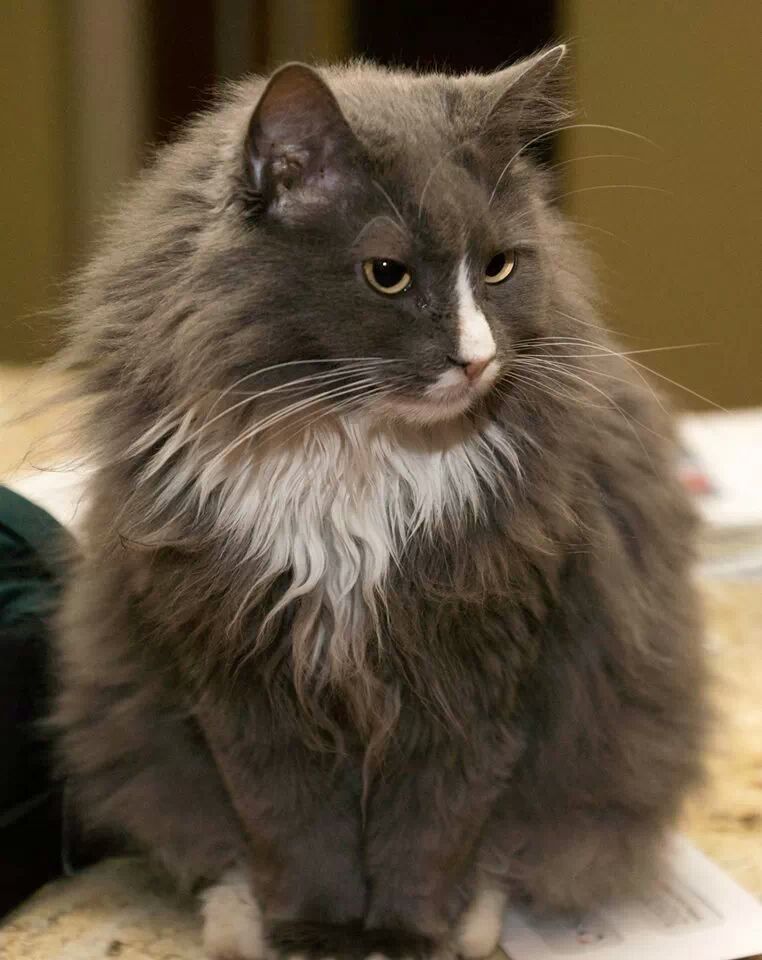 A gray fluffy maine coon.