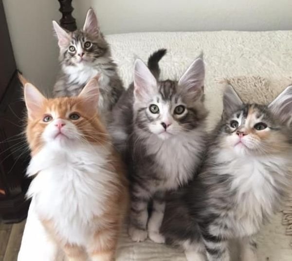 A bunch of maine coon kittens on a bed.
