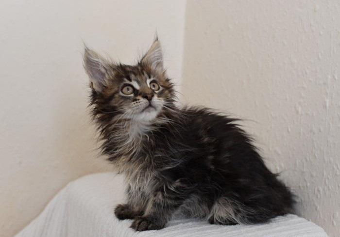 silver blue maine coon kittens for sale