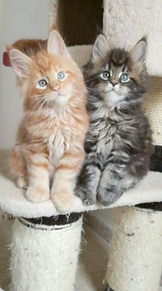Two fluffy maine coon kitens.