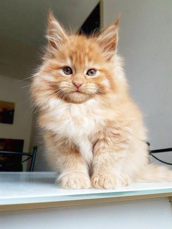 A ginger fluffy maine coon kitten.