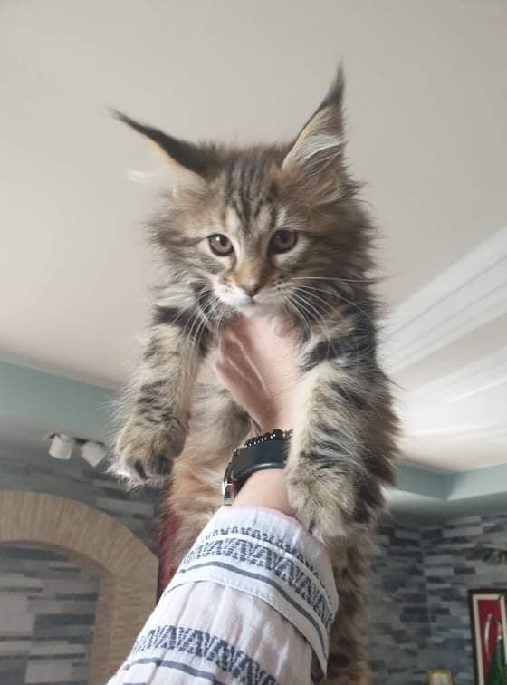 A gray fluffy maine coon kitten held by hand.