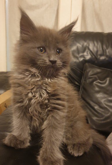 A gray fluffy maine coon.