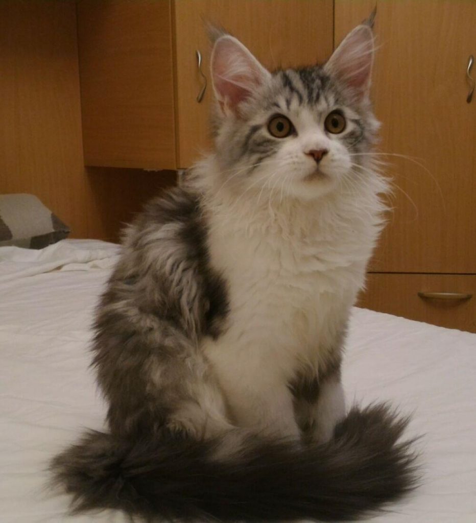 A gray fluffy maine coon kitten.