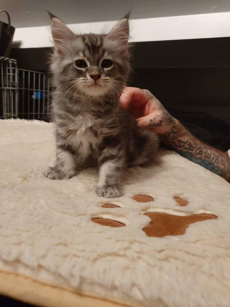 A gray fluffy maine coon kitten.