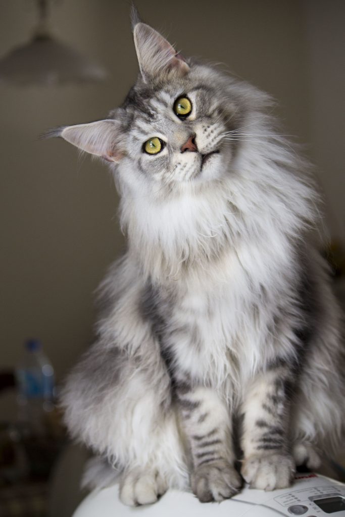 Maine Coon Cat For Sale In Oregon