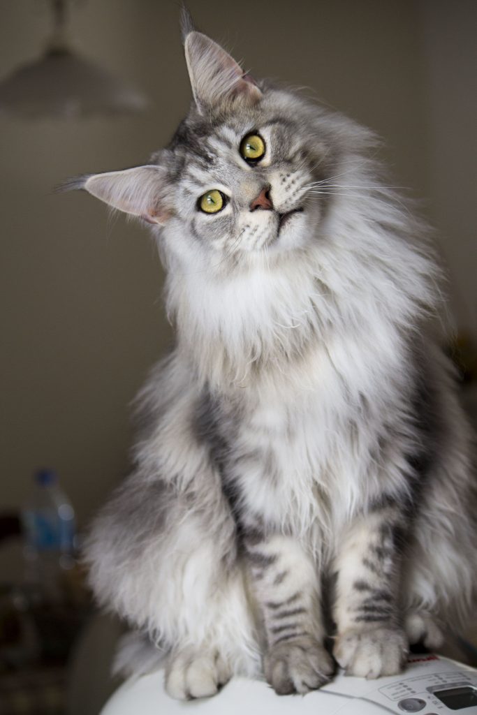 A gray fluffy maine coon.