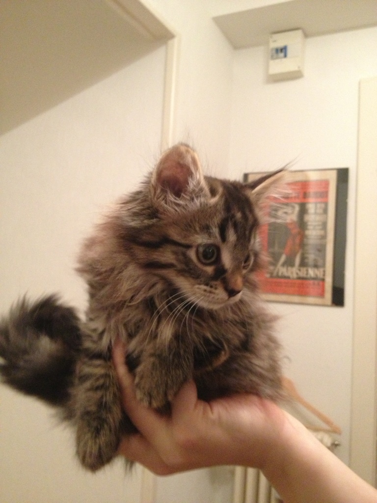A cute gray fluffy maine coon kitten on a hand.