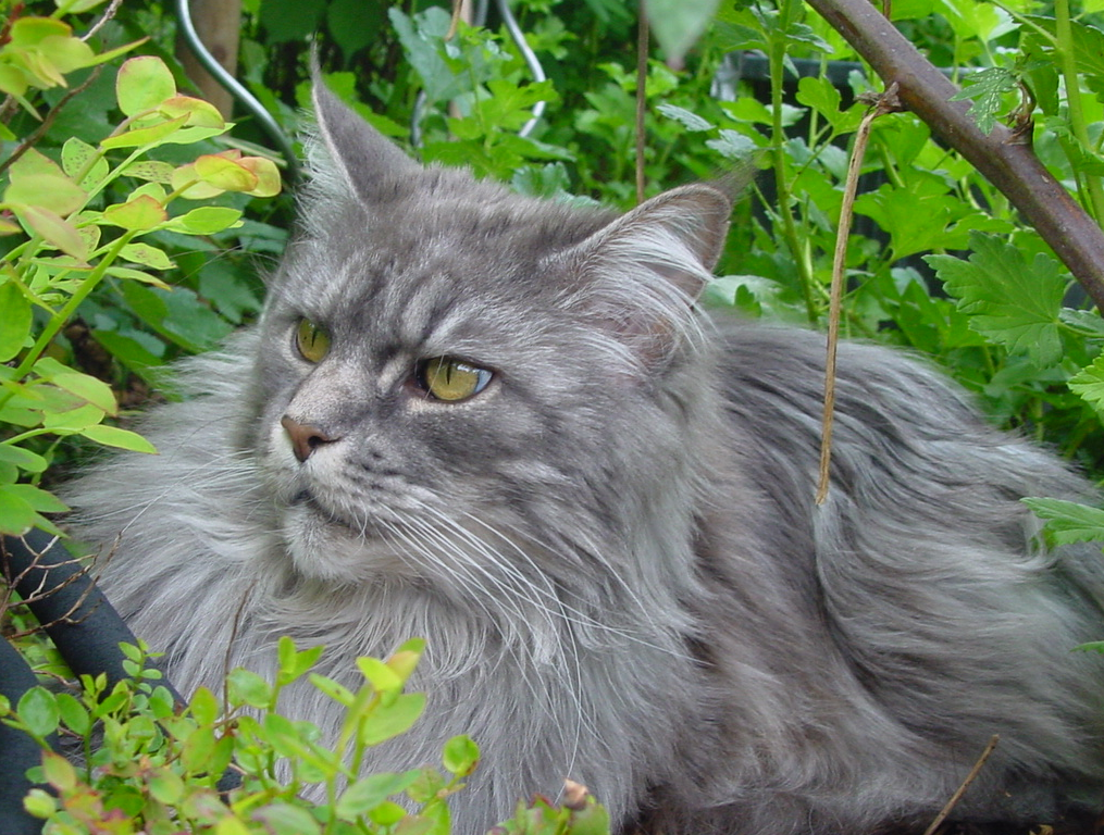 A gray maine coon.