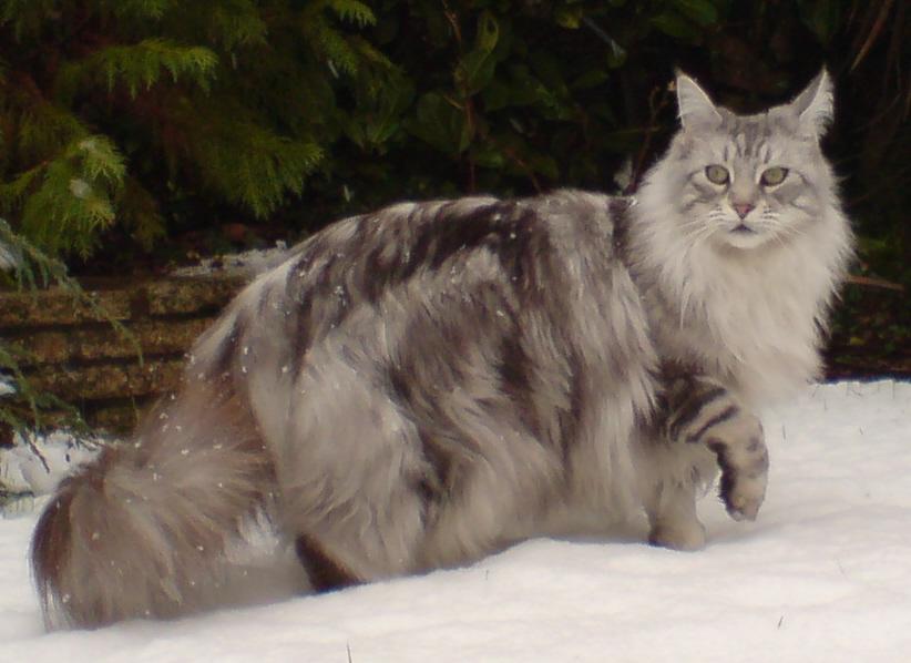 A gray maine coon.