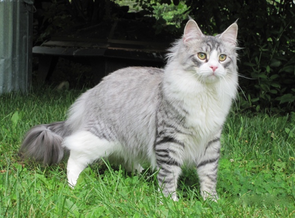 A gray maine coon.
