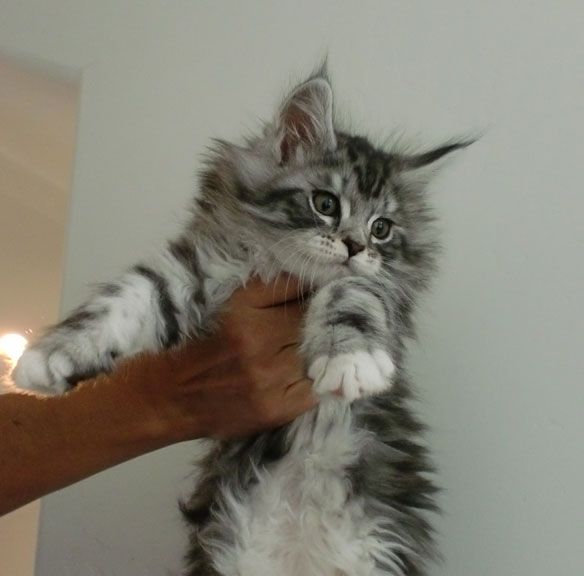 A gray fluffy maine coon.