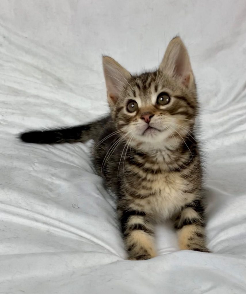 A cute maine coon kitten on a bed.