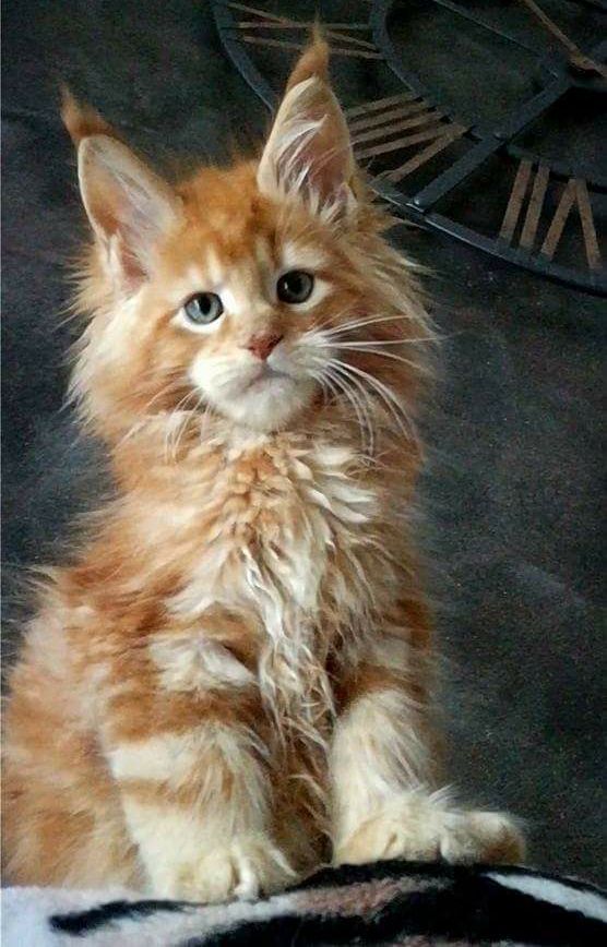 A ginger fluffy maine coon kiiten.