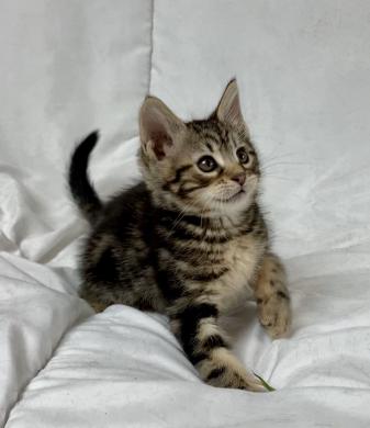 A cute maine coon kitten on a bed.