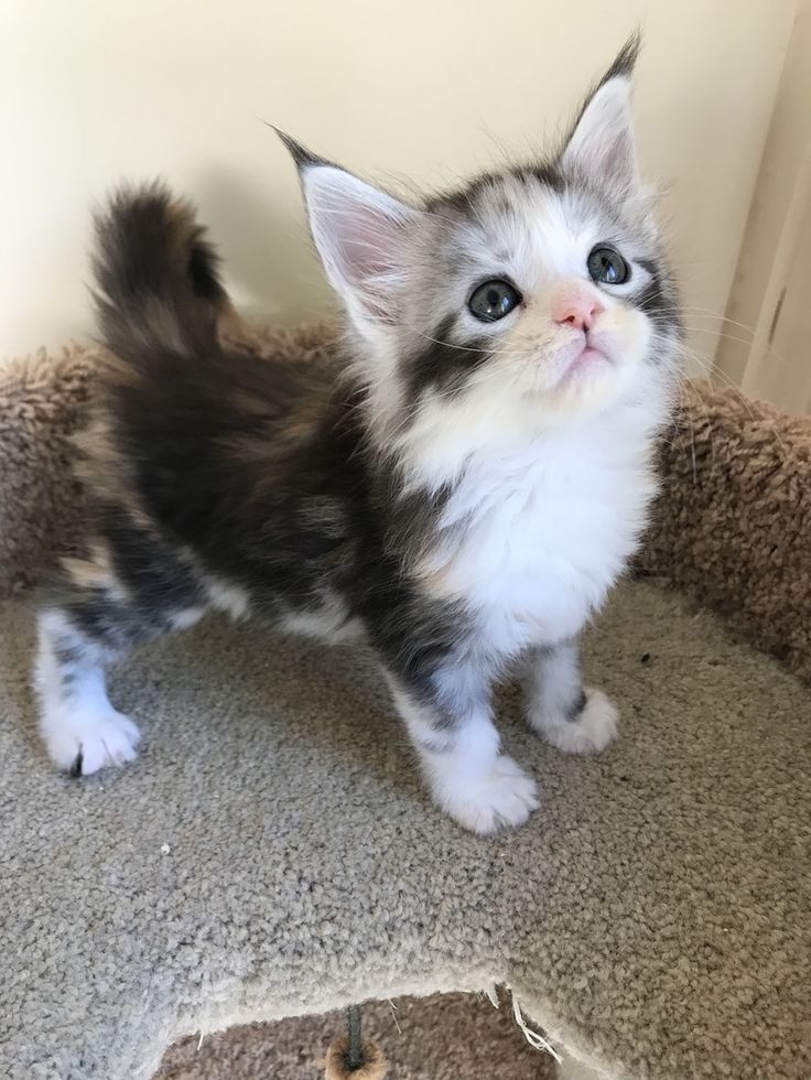 A cute tiny maine coon kitten.