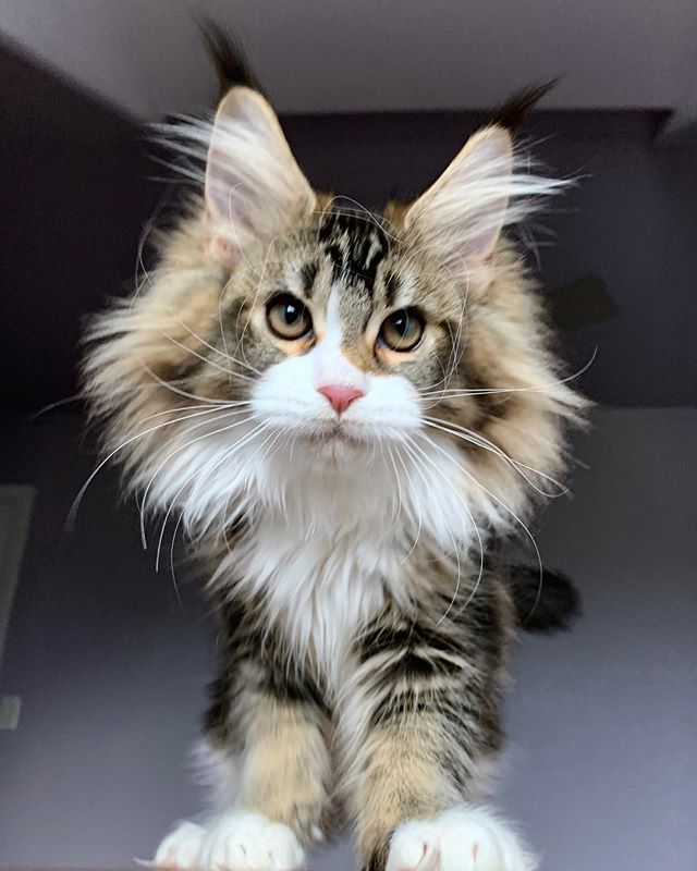 A gray fluffy maine coon kitten.