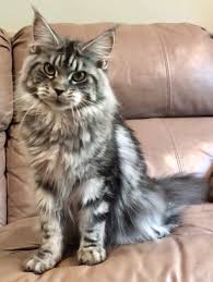 A gray fluffy maine coon.