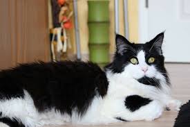 A black-white maine coon.