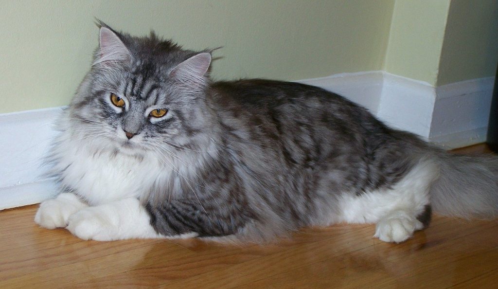 A gray maine coon.