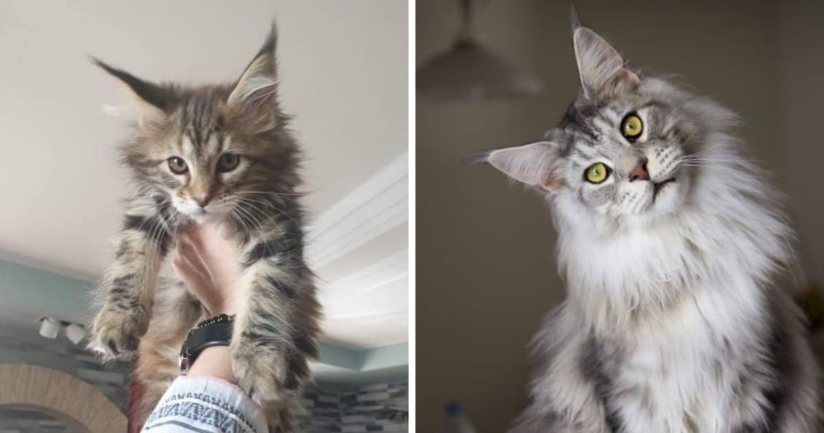 Maine Coon Cat For Sale In Oregon