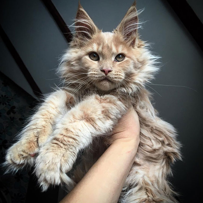 A gray fluffy maine coon kitten.