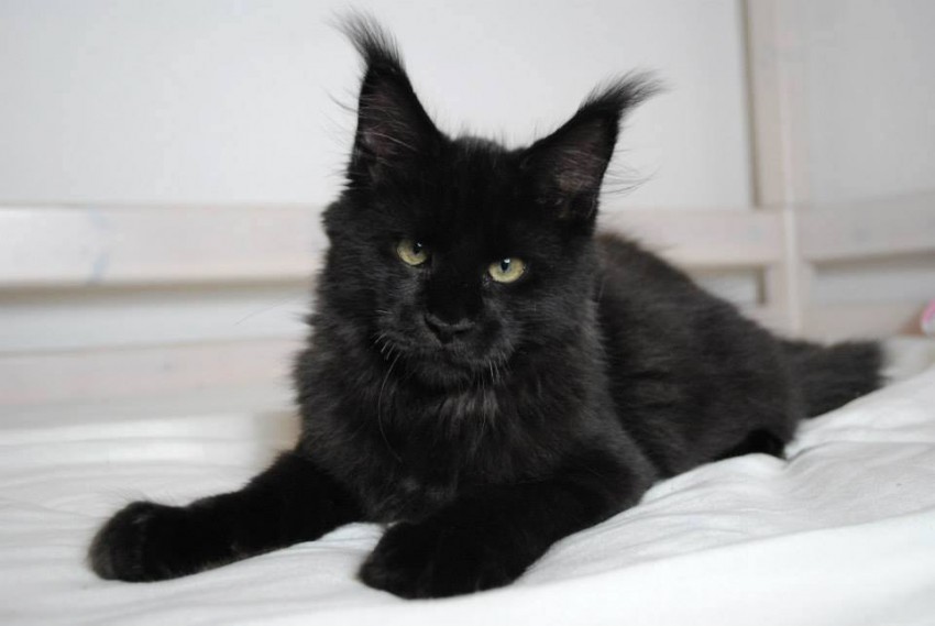 A black fluffy maine coon.