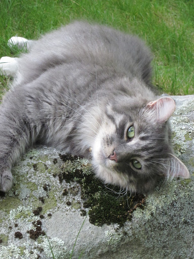 A gray maine coon lying on rock.