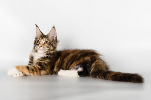 A tabby maine coon kitten lying on a floor.