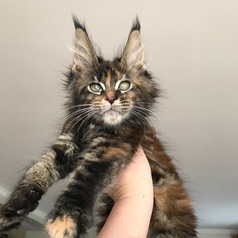 A big brown maine coon kitten.