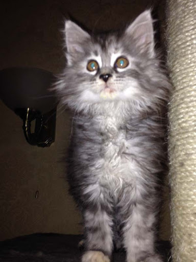 A gray fluffy maine coon kitten.