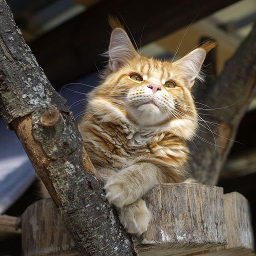 A gigner maine coon resting on a tree cat.