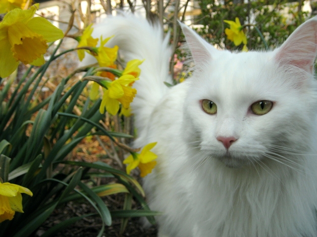 A white fluffy maine coon near blooming flowers.