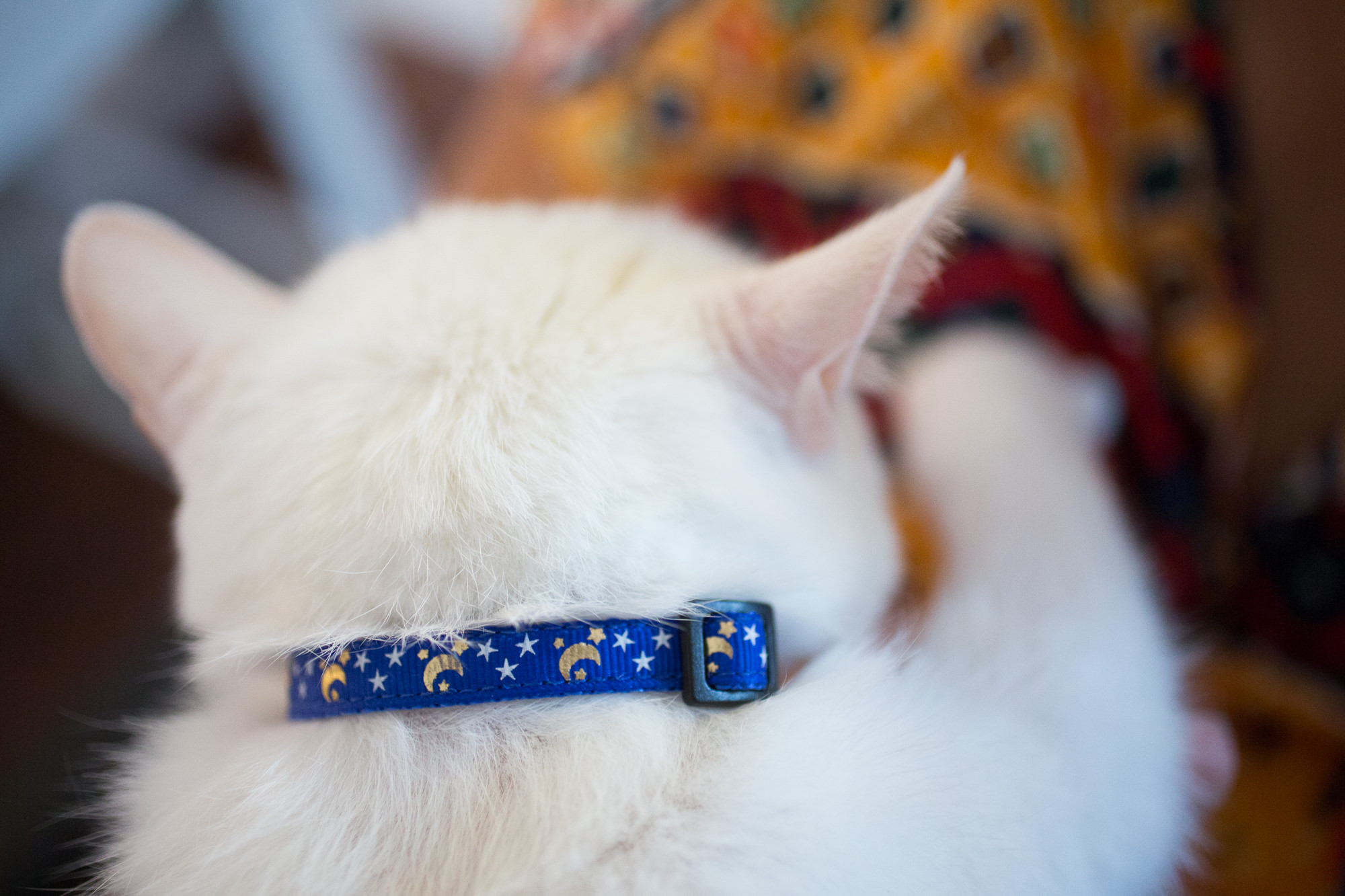 Top 10 Cat Collars for Maine Coons