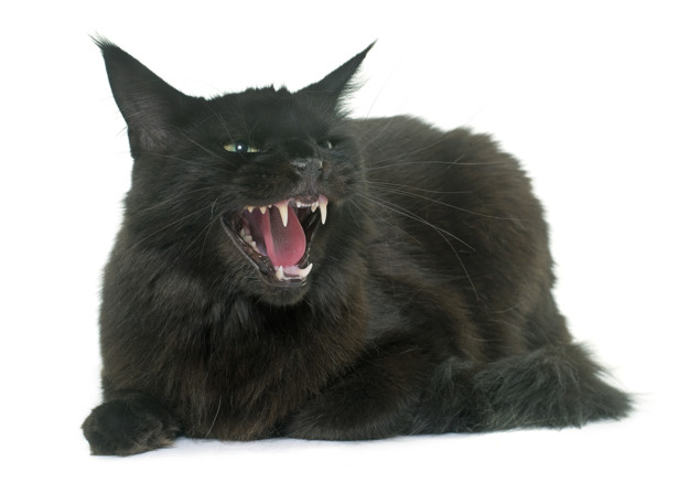 A black maine coon with open mouth.