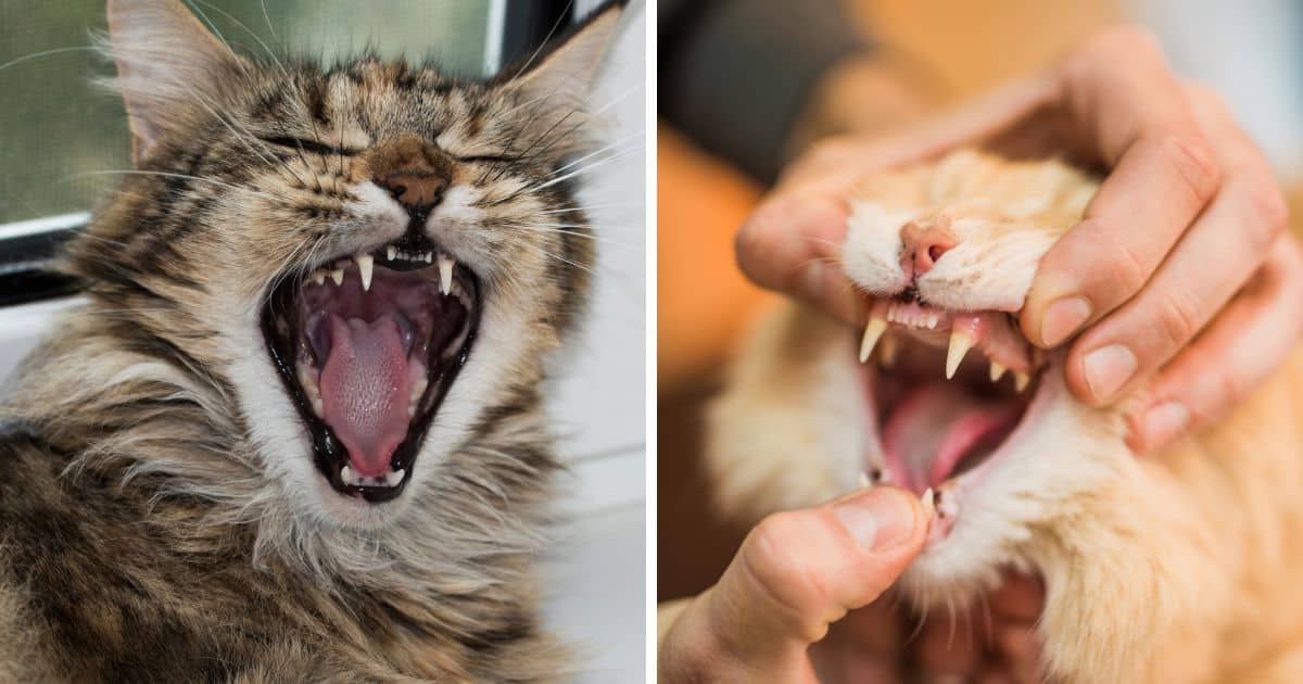 Maine Coon Teeth Problems and Solutions