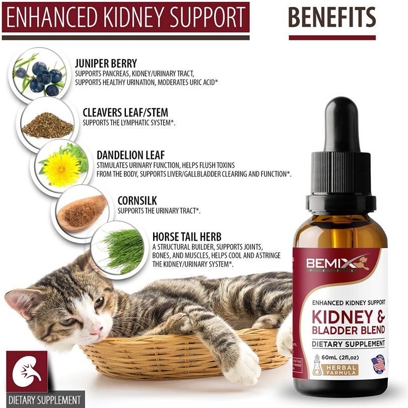 Common Kidney Problems in Maine Coon Cats - MaineCoon.org