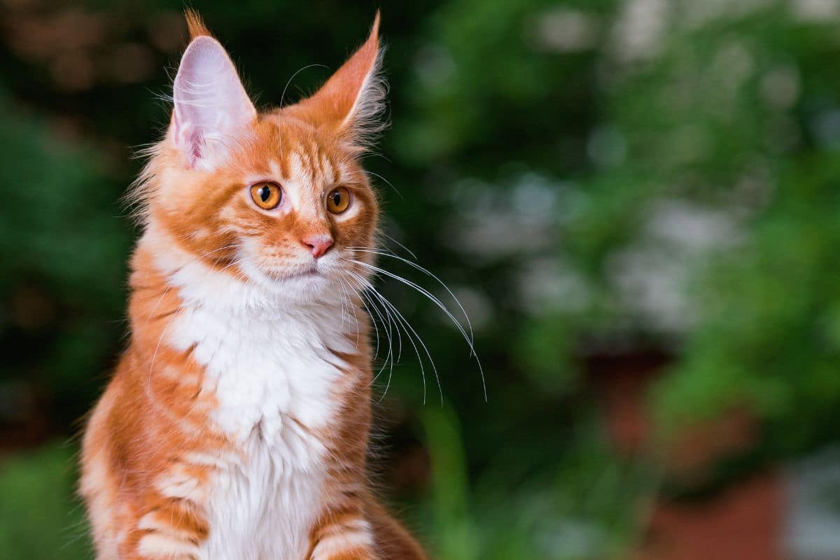 A ginger maine coon kitten.