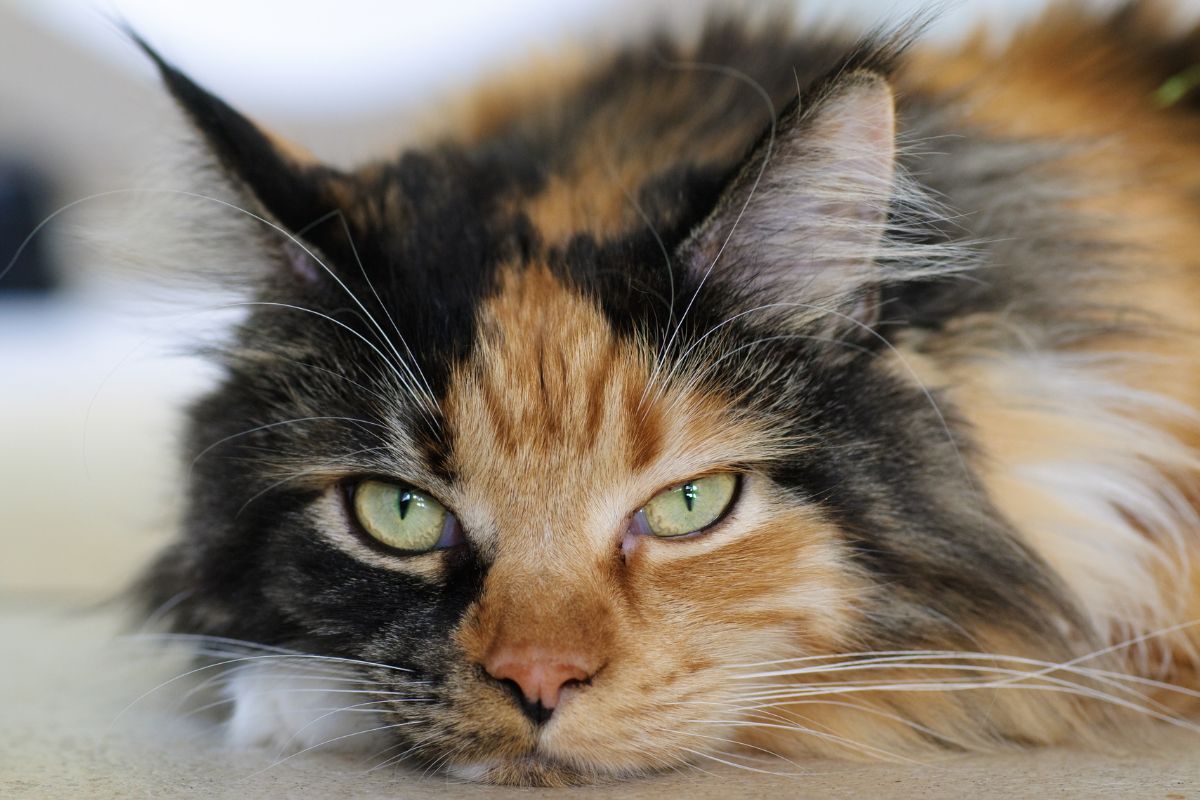 A calico maine coon lying on a floor.