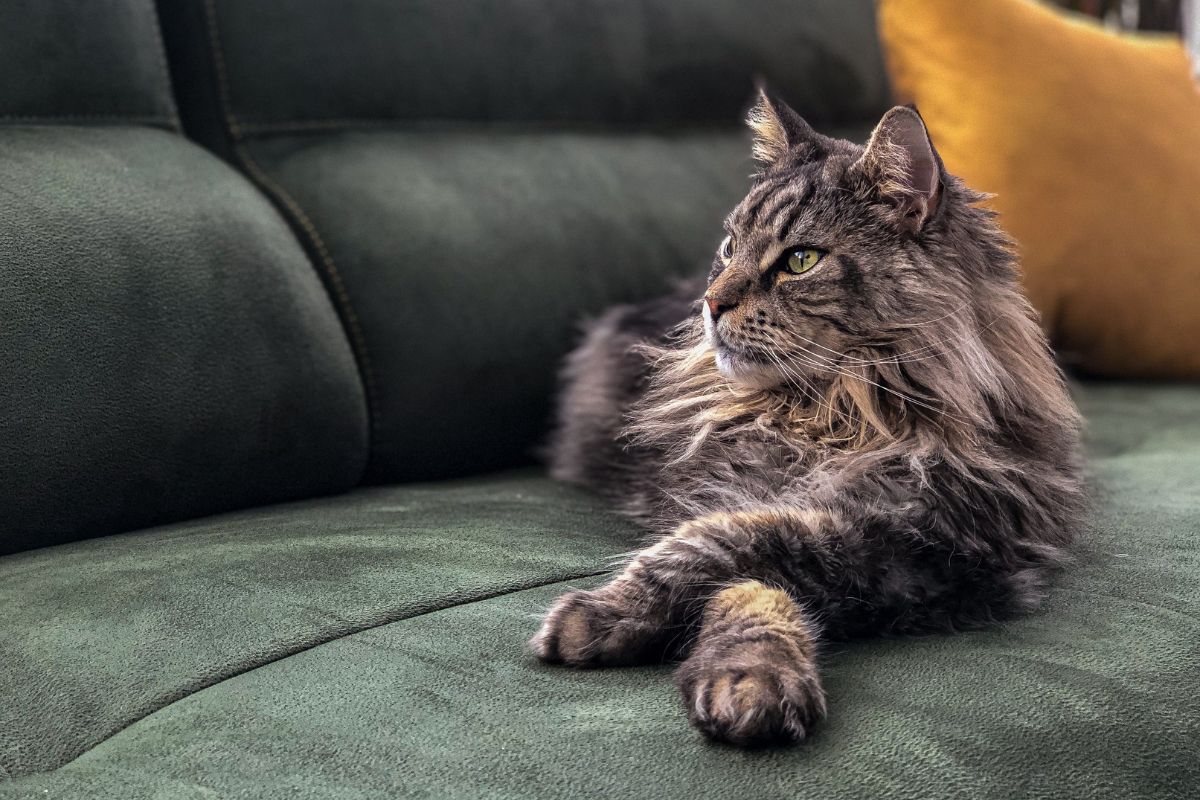 A big fluffy brown maine coon lying on a green sofa.