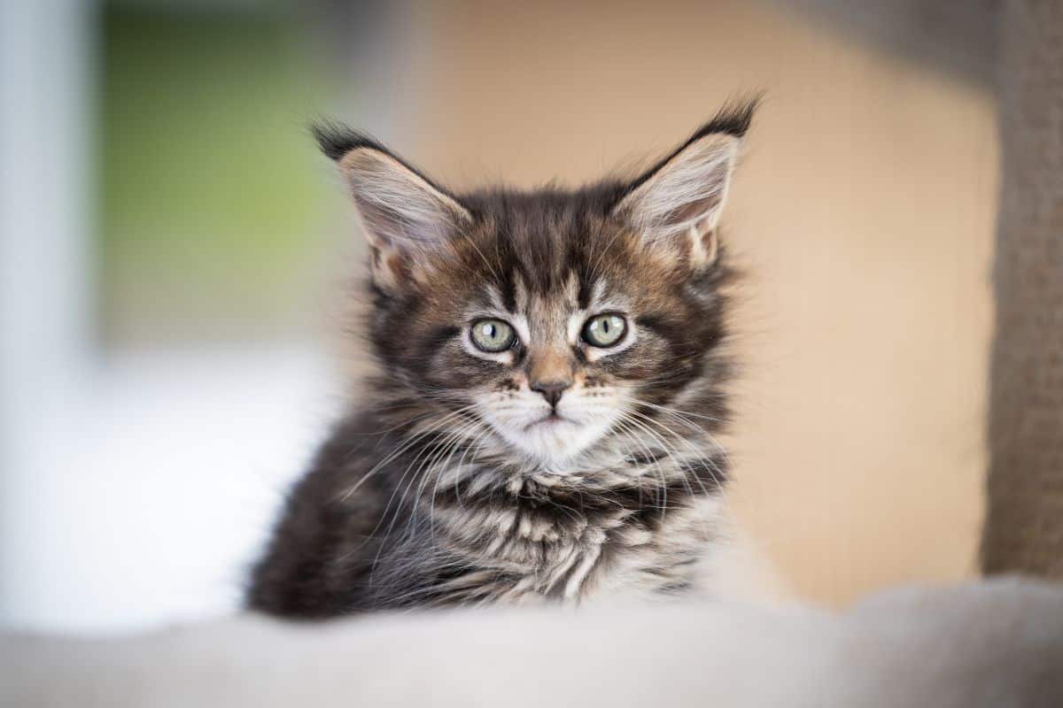 A cute fluffy tabby maine coon kitten.