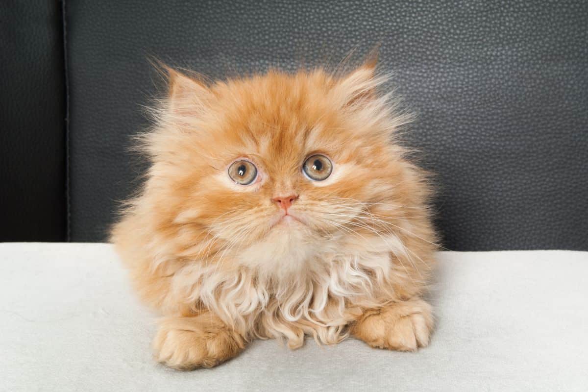 A cute fluffy ginger maine coon.