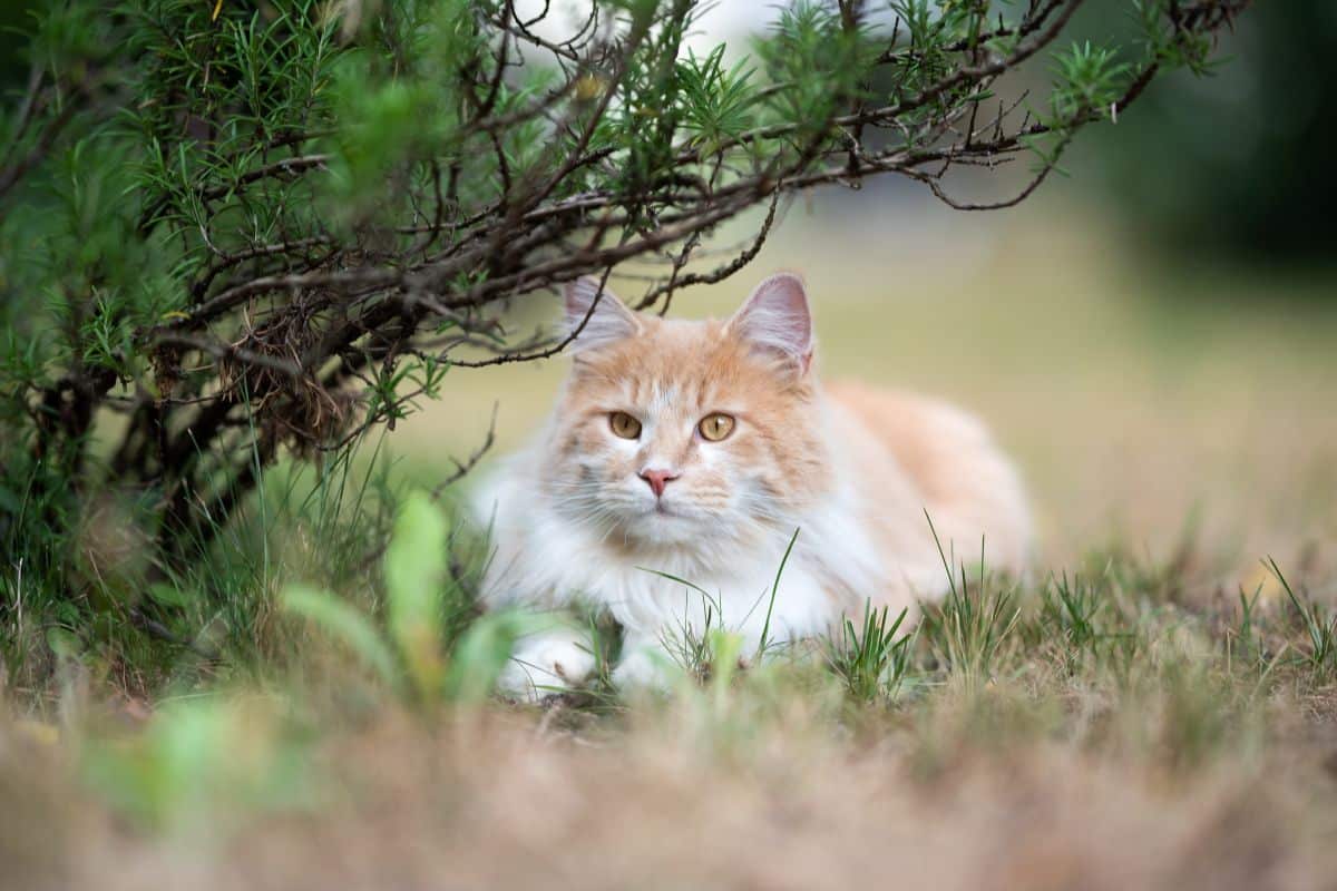 A ginger maine coon lyying under a bush.