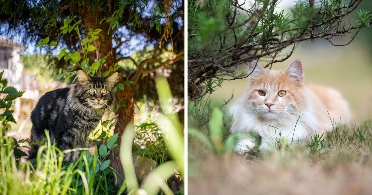 Maine Coon Heart Problems