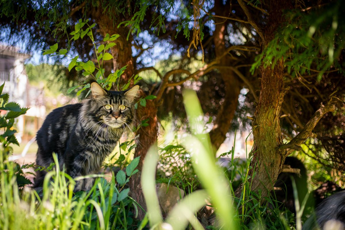 A tabby maine coon in a backyard garden under trees.