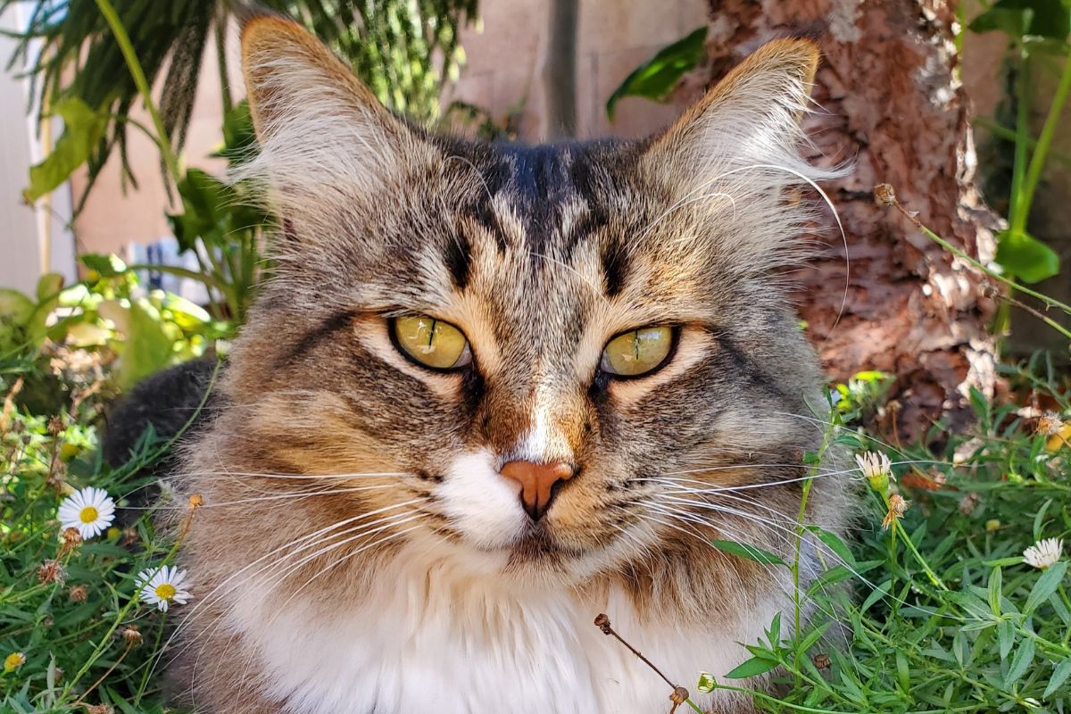 A close-up of a brown maine coon head.