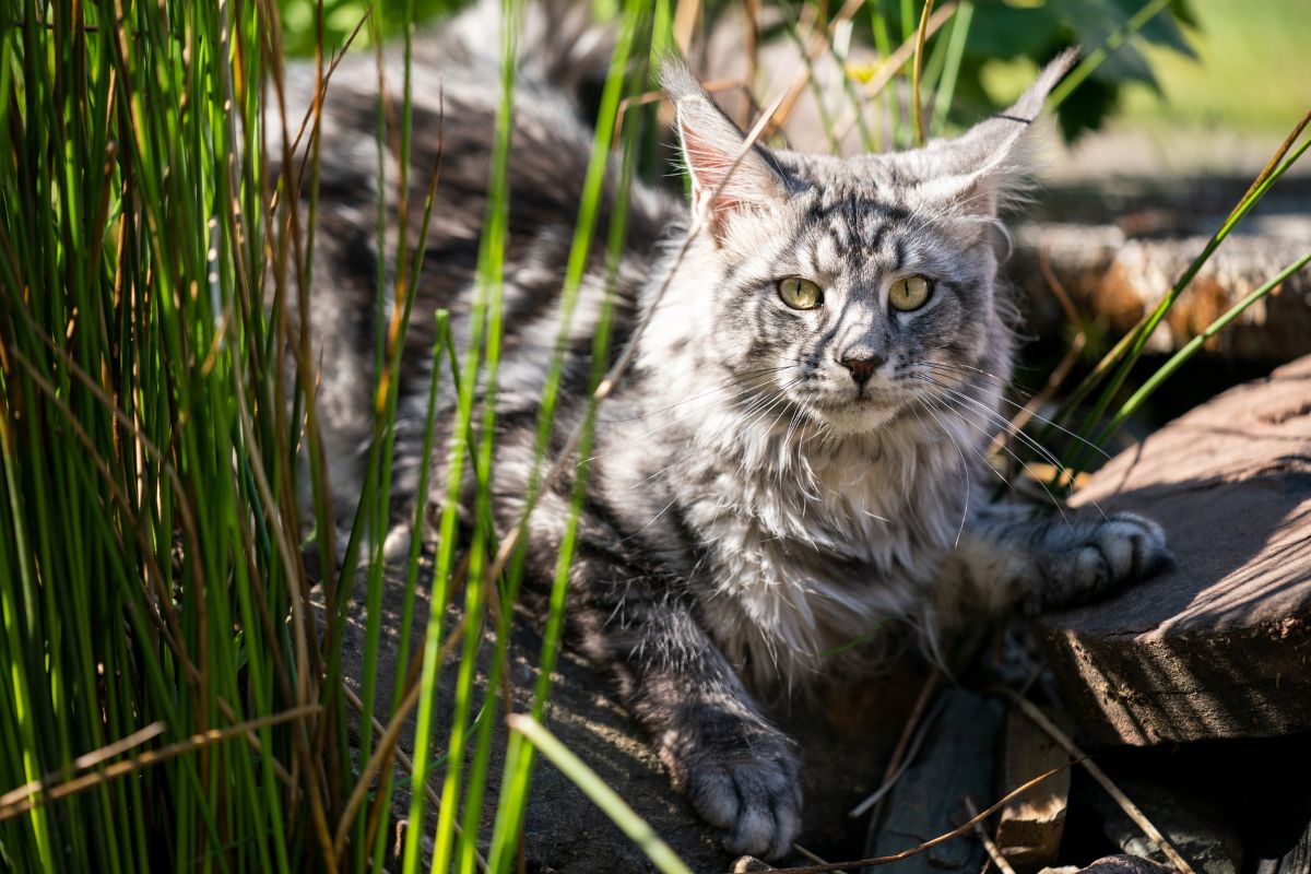 A gray maine coon relaxing in a backyard garden.